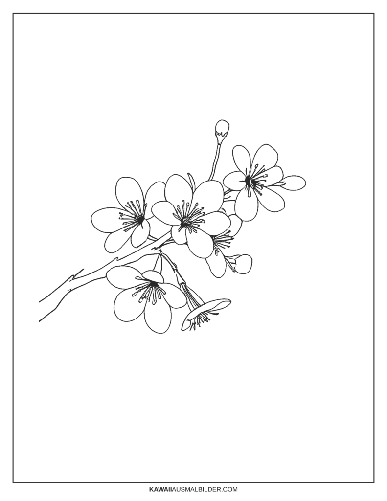 Kirschblüten-Malseite