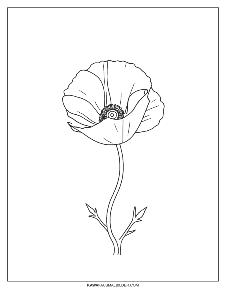 Mohn Malvorlage