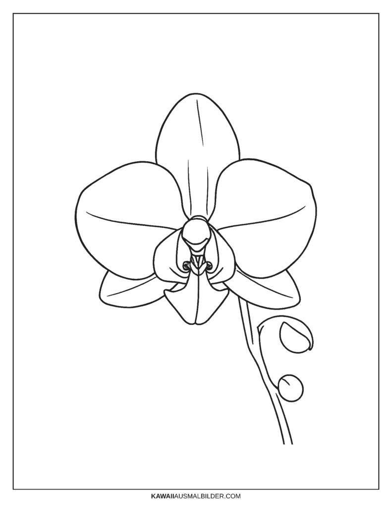 Orchideen-Malvorlage (Grundriss)